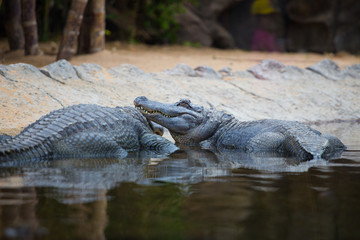crocodile swims in the water