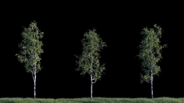 Growing birch trees on black background (with alpha matte, cg animation, full hd) 