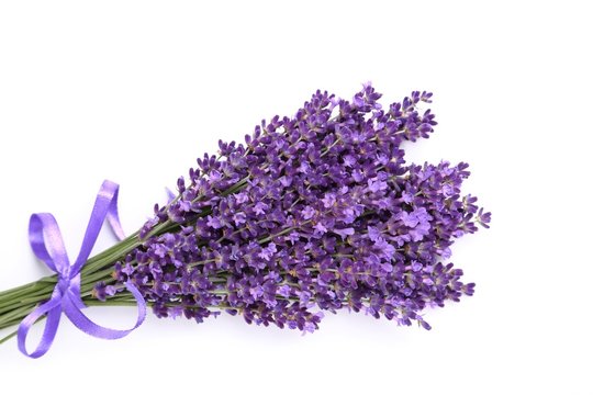 Fototapeta Bunch of lavender.