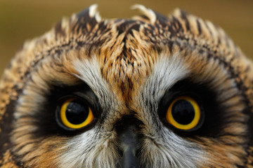 Short-eared Owl