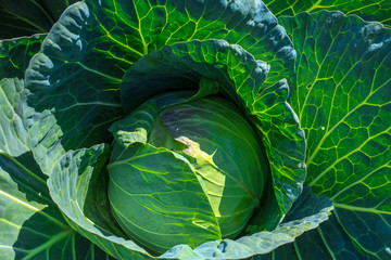 Obraz premium fresh cabbage in the garden