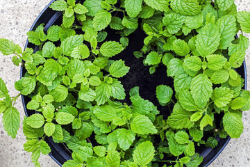 Lemon balm herb / plant (Melissa officinalis) in plant pot.