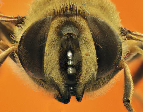 Tenax Bilder Durchsuchen 895 Archivfotos, und Videos