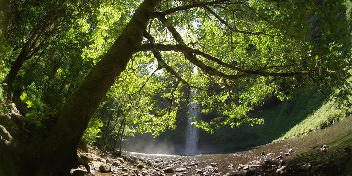 Wide view of South Falls with maple tree in foreground at Silver Falls State Park, Oregon