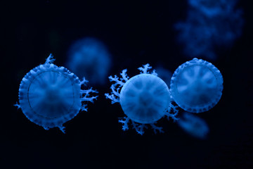 Jellyfish in the oceanarium