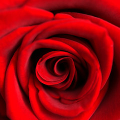 Red rose, closeup