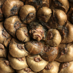 Pine cone, closeup