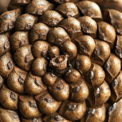 Pine cone, closeup