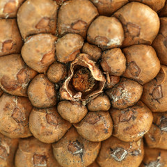 Pine cone, closeup