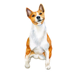 Watercolor closeup portrait of cute Basenji breed dog isolated on white background. Shorthair African Barkless Dog hound type hunting dog. Hand drawn sweet home pet. Greeting card design. Clip art