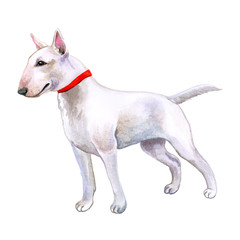 Watercolor closeup portrait of cute English Bull Terrier dog puppy isolated on white background. English shorthair terrier family dog. Hand drawn sweet home pet. Greeting card design. Clip art
