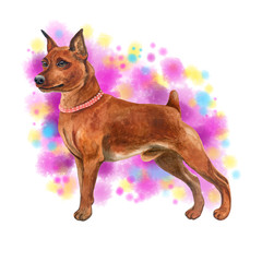 Watercolor closeup portrait of cute Miniature Pinscher breed dog isolated on abstract background. Shorthair small pinscher with cropped ears. Hand drawn sweet home pet. Greeting card design clip art