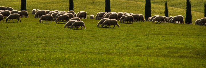 Tuscan sheeps