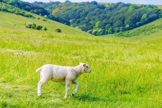 Lamb walking alone