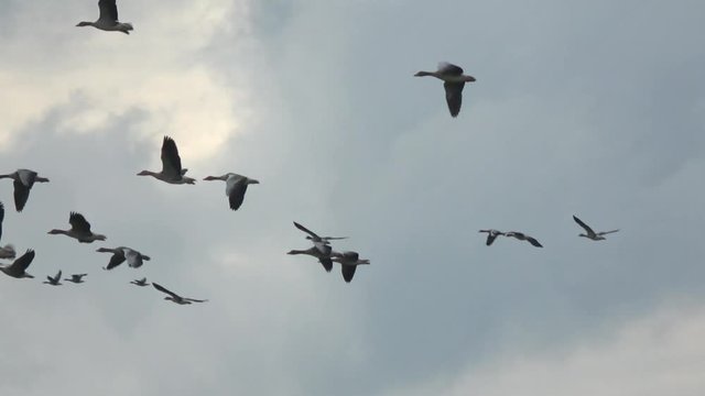Large group of geese flying close together a goose is a waterfoil bird and this flock is migrating to the south in the background showing overcast weather big thick grey clouds with some sunshine 4k