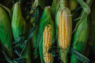 cobs of young corn in the leaves on the market