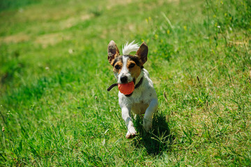 small dog breed Jack Russell Terrier plays with a bright ball on the grass