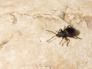 the black beetle