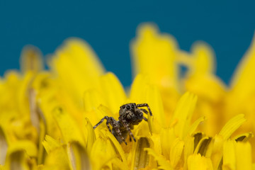 the jumper spider