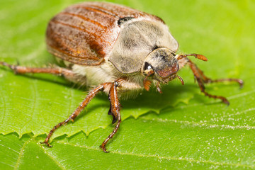 huge chafer climbed on green leaves