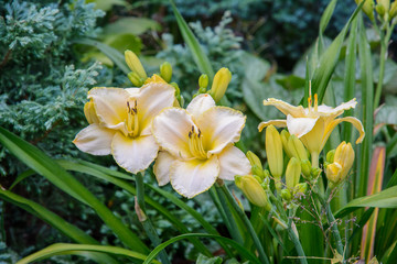Hemerocallis. In the garden.