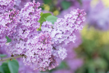 Bunch of lilac flower