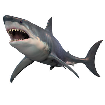 Great White Shark Isolated -The Great White shark can grow over 8 meters or 26 feet and live to 70 years of age. 