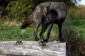 Fototapeta premium Black wolf balancing on a log