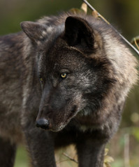 Black wolf looking down to the left