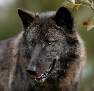 Fototapeta Black wolf looking to the left