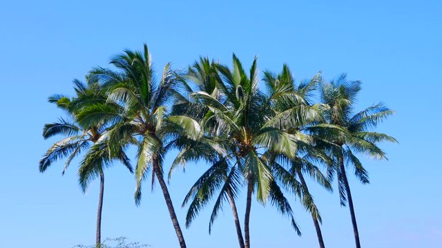 4K Group of Tall Palm Trees, Baby Blue Sky