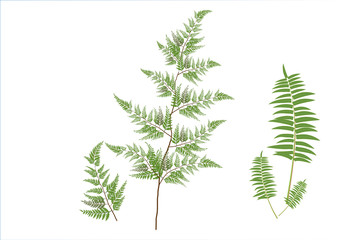 fern branch  two kind of fern on white background,isolated picture © tukkata88