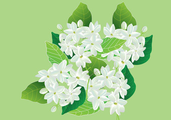 Jasmine flowers,white flowers with green leaves on blue background for object or background.vector illustration