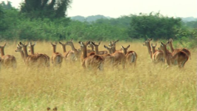 Surprised impala herd running across African savanna