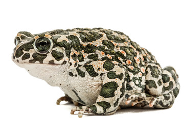 Fototapeta premium Toad green, lat. Bufo viridis, isolated on white background