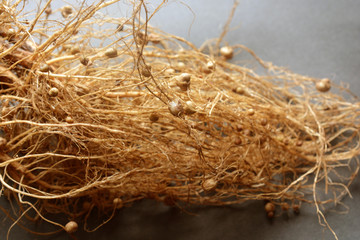 Green Soyabeans (Edamame)