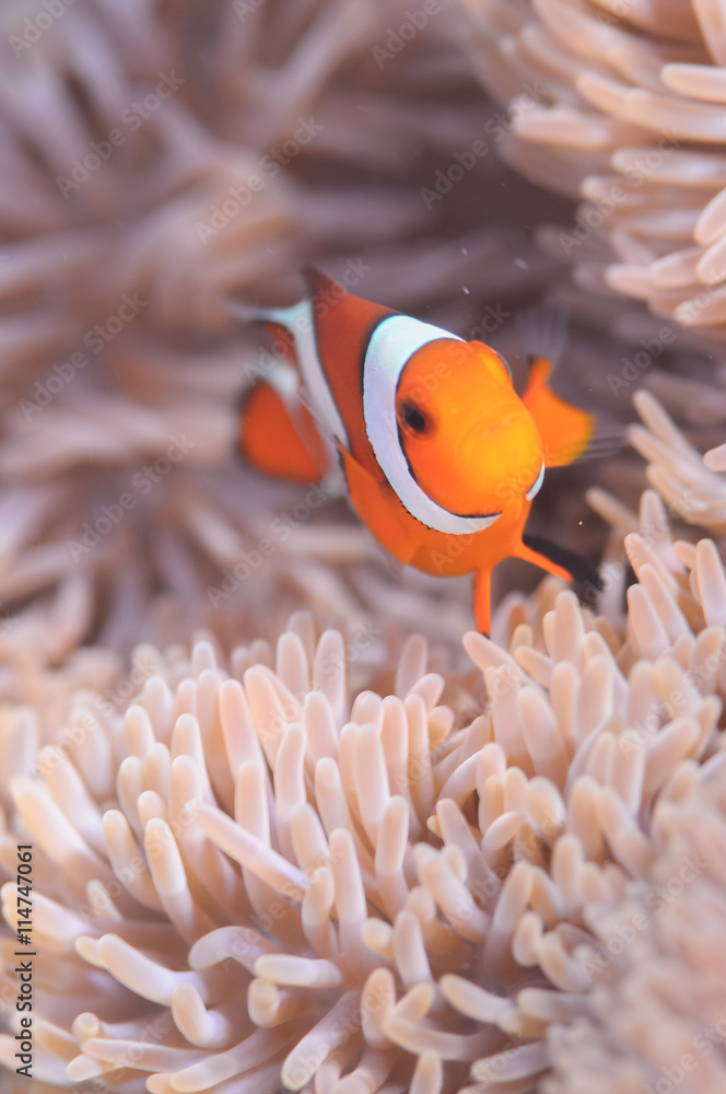 Wall mural Common Clownfish