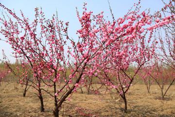 flowering peach