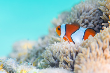 Fototapeta na wymiar Common Clownfish