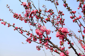 flowering peach
