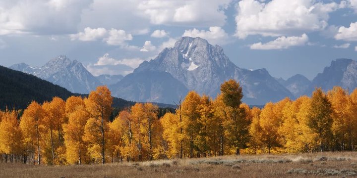 view of aspens in front of the Grand Tetons in Wyoming