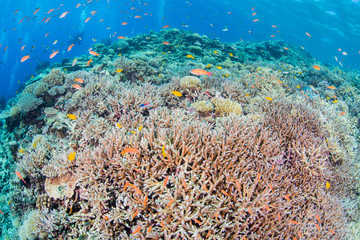 Naklejka na ściany i meble Coral Reef and Beautiful Fishes 