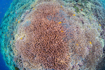 Coral Reef and Beautiful Fishes
