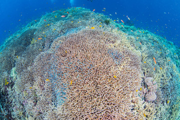 Coral Reef and Beautiful Fishes
