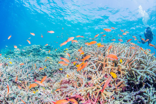 Fototapeta Rafa koralowa z kolorowymi rybami