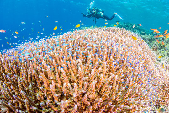 Fototapeta Coral garden