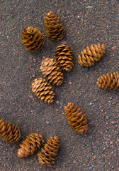 Pine cones on beach along Lake Superior