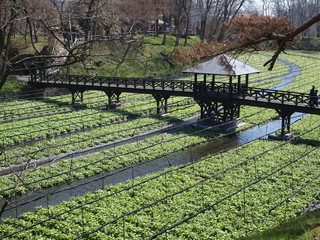 安曇野　大王わさび農場
