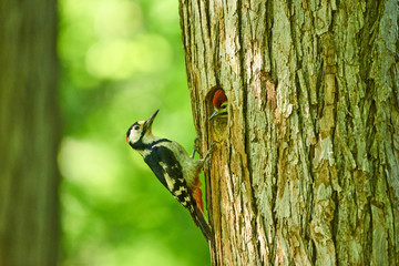 子育て中のアカゲラ
