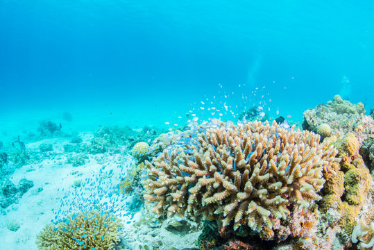 Chromis Bilder Durchsuchen 2,152 Archivfotos, und